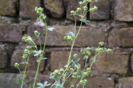 Alchemilla alpinaAlpenvrouwenmantel bestellen